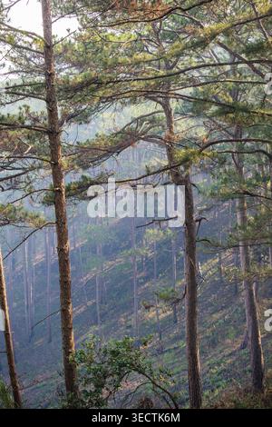 Conifer Grove on a Sloping Ridge Stock Photo