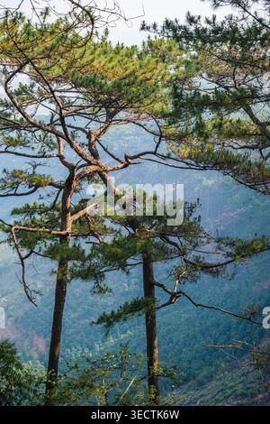 Conifer Grove on a Sloping Ridge Stock Photo
