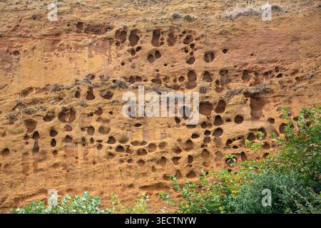 Honeycombed cliff face carved by nesting birds and erosion, where colonies burrow into soft sandstone to shelter and raise their young. Stock Photo