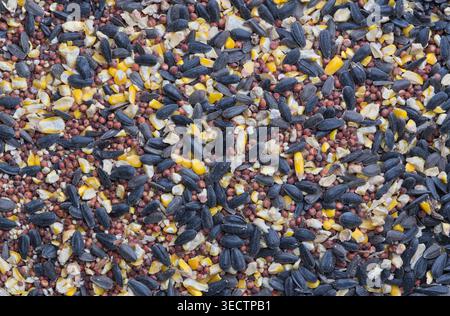 Wild bird seed mix background corn sorghum black oil sunflower seeds pet food. Stock Photo