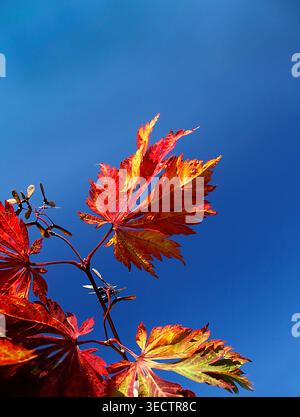 Japan Text Overlay Red maple leaves contrast with the blue sky at Green Heart Park in ...