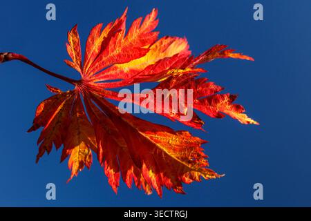 Fiery red and gold Japanese maple leaf blazes against a deep summer-blue sky, glowing with late-season color and delicate detail in warm sunlight. Stock Photo