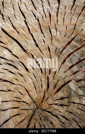 Sawn oak tree stump showing weathered radial rings and dramatic drying cracks radiating outward from the dark center. Stock Photo