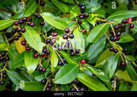 Glossy green leaves and clusters of deep purple berries on a Carolina cherry laurel, a common evergreen shrub found in warm landscapes. Stock Photo