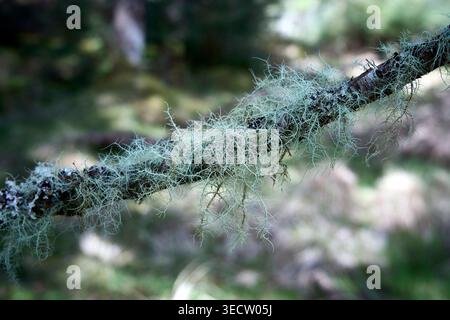 Lichen on a tree branch Stock Photo