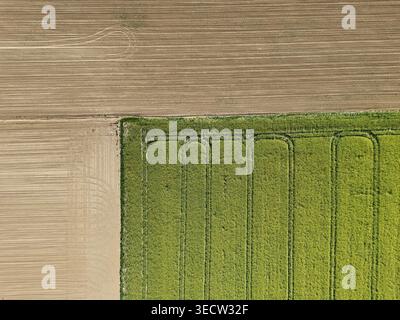 Colza, brown earth on this nadir drone geometric photo. Stock Photo