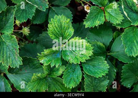 Top view close up of green strawberry leaves forming a dense foliage pattern with natural texture Stock Photo