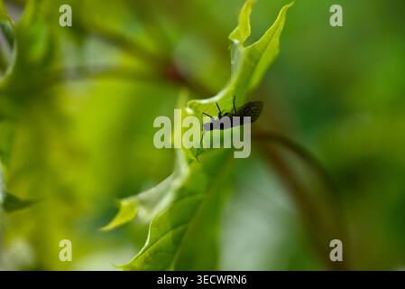 Alderfly sitting on Norway maple leaf. Detail of Sialis lutaria resting on Norway maple. Stock Photo