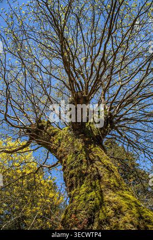 Ancient moss-covered tree reaching skyward in spring, its sprawling branches and fresh buds silhouetted against a brilliant blue sky. Stock Photo