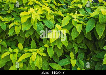 Lush green leaves forming a dense natural background with vibrant texture Stock Photo