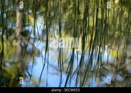 Abstract Nature Background with Reed Reflections on Water Surface Stock Photo
