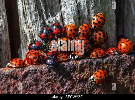 LADYBIRD PARTY Stock Photo