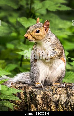 Alert and adorable, a wild grey squirrel pauses on a woodland stump, scanning the forest while keeping an eye out for its nearby partner. Stock Photo