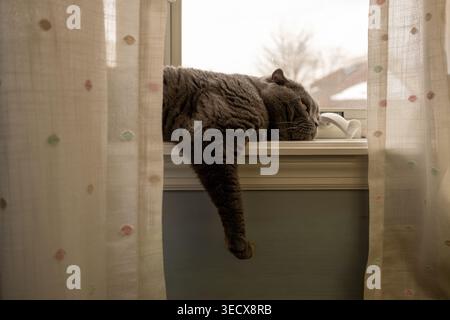 Grey cat lying on a windowsill and looking outside Stock Photo
