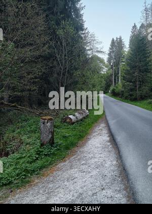 Forest Road With Stump And Logs, Winding Asphalt Ribbon Beside Dense Spruce Stand, Stacked Trunks On Gravel Verge, Mossy Undergrowth, Soft Evening Lig Stock Photo