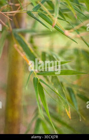 Close-up detail of green bamboo leaves and stems with soft natural light and blurred background, tranquil botanical nature abstract. Stock Photo