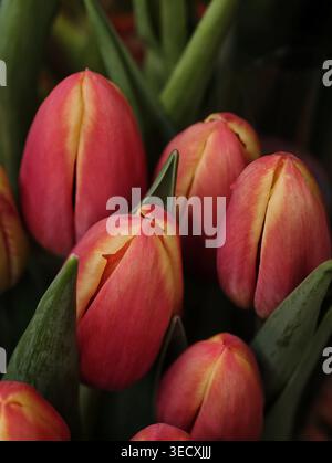 Spring Market Showcasing Pink Tulips And Moist Leaves. Vibrant Spring Scene With Pink Tulips And Shimmering Dewdrops On Numerous Leaves Stock Photo