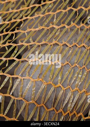 Yellow Netted Sack Of Unwashed Potatoes, Russet Tubers Visible Through Mesh, Rustic Storage And Produce Transport Vibe With Tactile Skin Stock Photo
