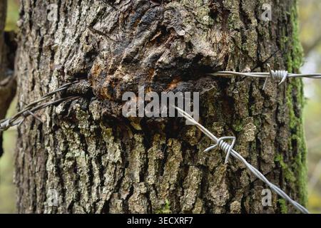 Human interference on nature with barbed wire wrapped around tree trunk. Stock Photo