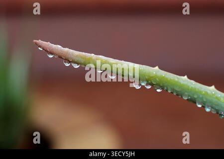 Macro close-up of fresh raindrops clinging to the spiked edge of a green aloe vera plant leaf after a rain shower in Scottsdale, Arizona Stock Photo