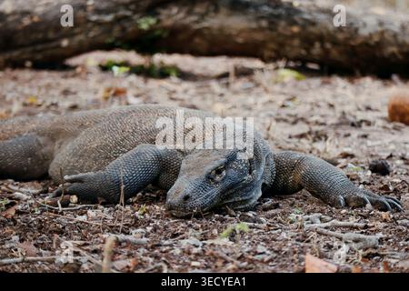 Monitor lizard resting on sandy beach in Komodo National Park, Indonesia Stock Photo