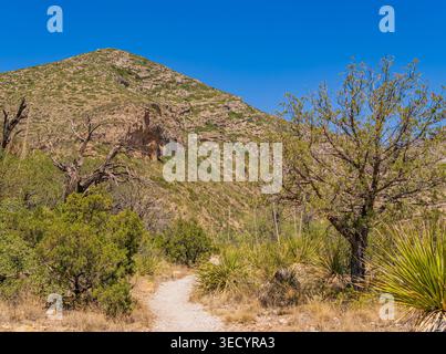 A light-colored dirt path meanders past vibrant yucca plants and rugged trees toward a dry, rocky hillside under a clear blue sky. Stock Photo
