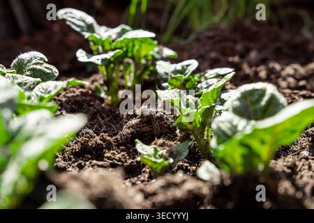 Bavaria, Germany May 2, 2026: Young potato plants are sprouting in loose garden soil and forming fresh foliage in the sunlight. Close-up from the kitchen garden, symbolizing home gardening, seasonal agriculture, and sustainable food production *** Junge Kartoffelpflanzen treiben im lockeren Gartenboden aus und bilden frisches Laub im Sonnenlicht. Nahaufnahme aus dem Nutzgarten, Symbol für Eigenanbau, saisonale Landwirtschaft und nachhaltige Lebensmittelproduktion Stock Photo