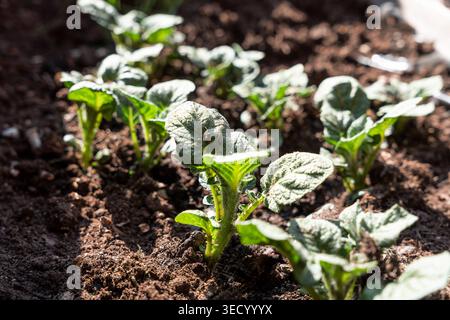 Bavaria, Germany May 2, 2026: Young potato plants are sprouting in loose garden soil and forming fresh foliage in the sunlight. Close-up from the kitchen garden, symbolizing home gardening, seasonal agriculture, and sustainable food production *** Junge Kartoffelpflanzen treiben im lockeren Gartenboden aus und bilden frisches Laub im Sonnenlicht. Nahaufnahme aus dem Nutzgarten, Symbol für Eigenanbau, saisonale Landwirtschaft und nachhaltige Lebensmittelproduktion Stock Photo