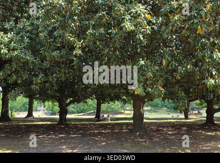 Couple relaxing on a picnic under large magnolia trees in Piedmont Park in Atlanta, Georgia, USA, on a sunny day, showing urban park lifestyle Stock Photo