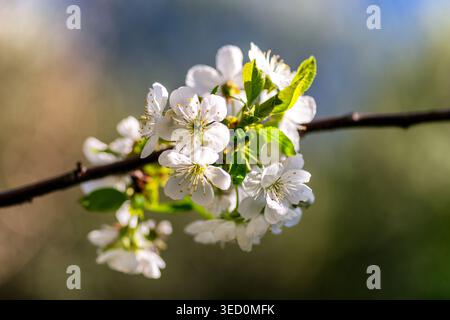 Close up of white spring blossoms on tree branch with soft blurred background. Fresh seasonal nature scene with blooming flowers and warm sunlight. Stock Photo