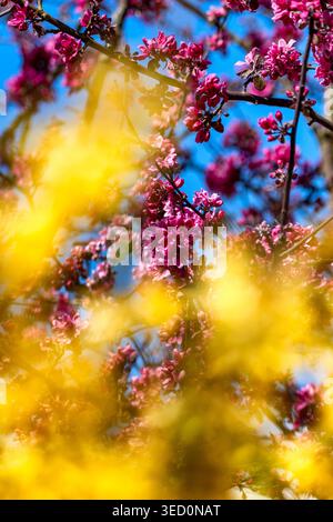 Colorful spring scene featuring bright yellow flowers in soft foreground blur and vibrant pink tree blossoms against blue sky, capturing the beauty of Stock Photo