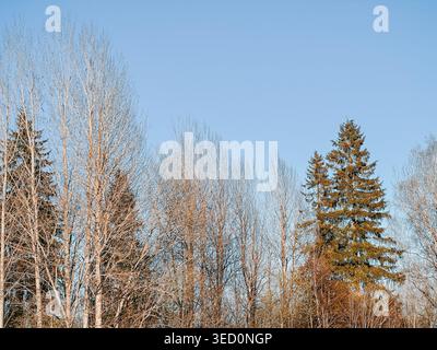 Leafless deciduous trees and tall evergreen conifers stand under a clear blue sky in a tranquil rural landscape. Natural seasonal contrast highlights Stock Photo