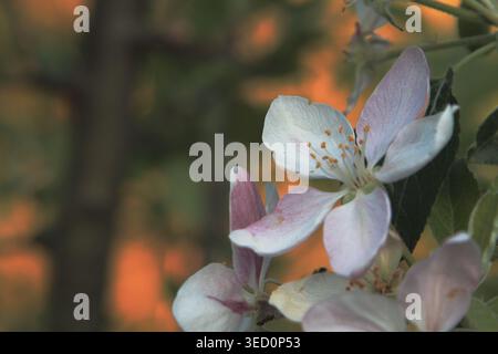 Blooming apple tree at spring in my garden. Stock Photo