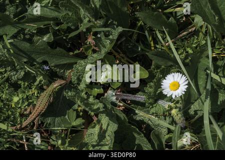 Lizard on a meadow with rocks and white daisies Stock Photo