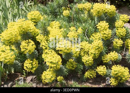 Mediterranean Spurge Euphorbia Characias in Edinburgh Botanic Garden Stock Photo