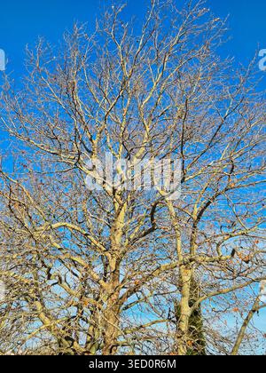 autumn leafless tree. nature at rest Stock Photo