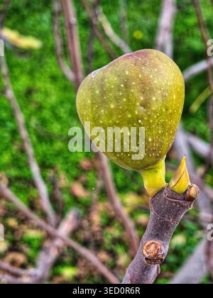 A young heart-shaped fig fruit ripening on a branch, next to a bud, symbolizing the tree's continued growth and life cycle Stock Photo
