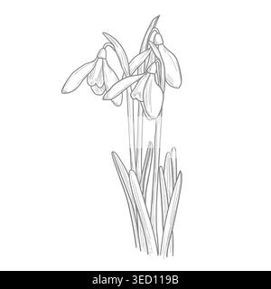 Snowdrops, spring flowers, hand-drawn sketch. vector illustration. The pattern of primroses is isolated on a white background Stock Vector