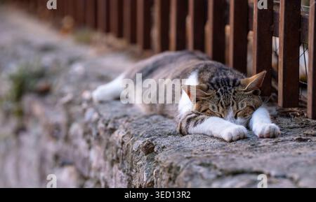 Rovinj, Croatia - August 16, 2025: This high-quality photograph captures a charming tabby and white cat in a deep sleep, stretched out along a rustic Stock Photo