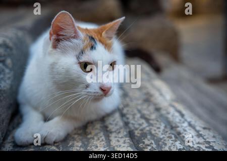 Rovinj, Croatia - August 14, 2025: This high-quality shot features a serene white cat with unique ginger and black markings, captured with a shallow d Stock Photo