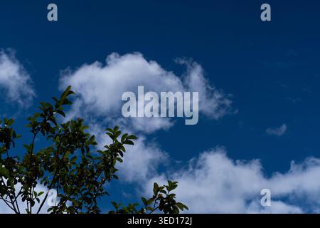 A beautiful natural shot of white cumulus clouds drifting across a dark blue sky, framed by the lush green leaves of a tropical tree in the foreground Stock Photo
