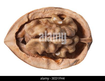 Walnut shell halved to display the edible nut inside Stock Photo