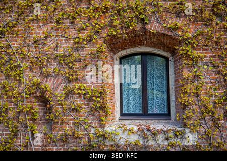 Ivy Covered Brick Wall with Arched Window. Old red brick wall covered with climbing ivy around an arched window with decorative patterned glass. Stock Photo