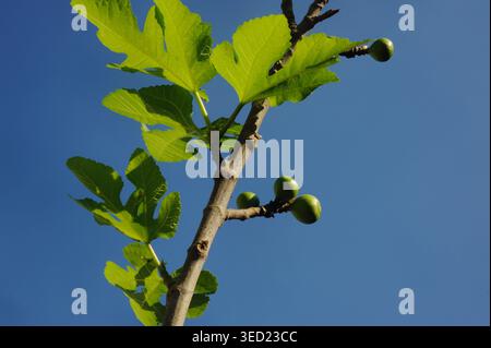 Young figs with leaves in the sky Stock Photo