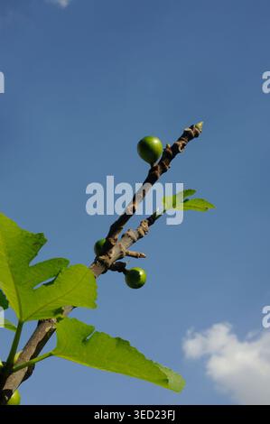 Young figs with leaves in the sky Stock Photo