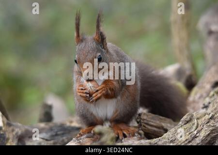 Red Squirrel (Sciurus vulgaris) perched on a snow-dusted log in a woodland setting, looking alert Stock Photo
