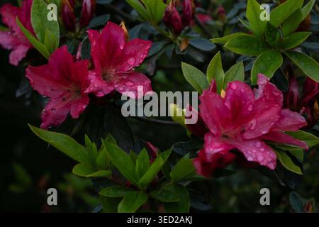 Vibrant pink azalea flowers covered in raindrops after a spring shower Stock Photo
