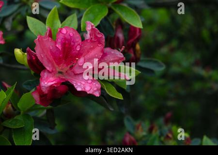 Vibrant pink azalea flowers covered in raindrops after a spring shower Stock Photo