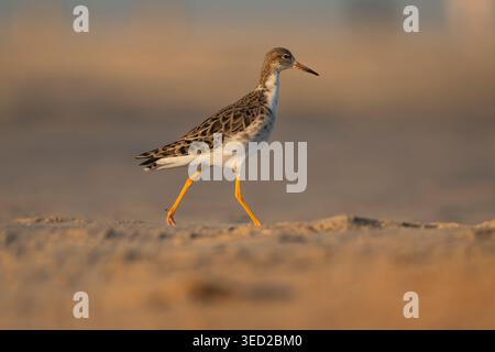 Ruff - Calidris pugnax forages in the shallows of Ad Dahariz Reserve, Salalah, Oman. High-quality Arabian wildlife photography. Stock Photo