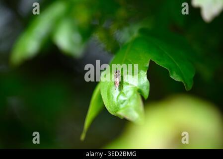 Hoverfly sitting on hedge maple leaf. Xylota fly sits on fedge maple leaf polishing its eyes. Stock Photo